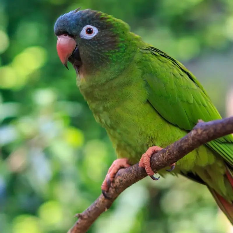 Blue-crowned Conure perched on a branch Blue-crowned Conure perched on a branch