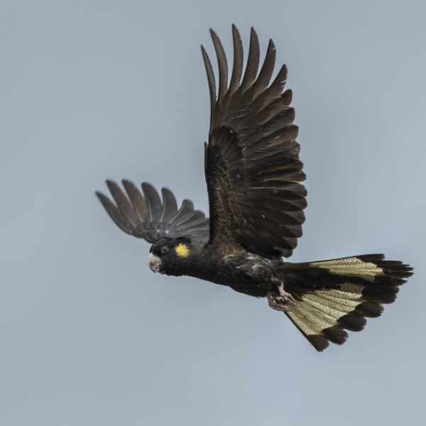 Yellow-Tailed Black Cockatoo