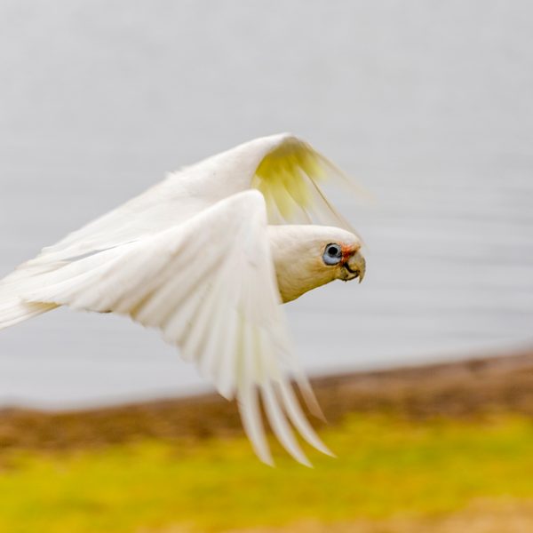 Little Corella