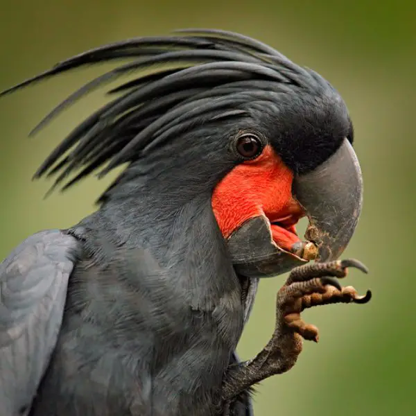 Black Palm Cockatoo