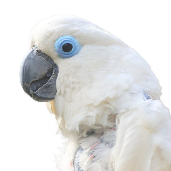 Blue-eyed Cockatoo