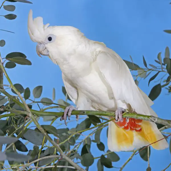 Red-Vented Cockatoo