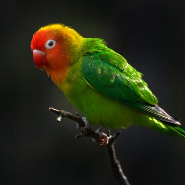 Nyasa or Lilians Lovebird