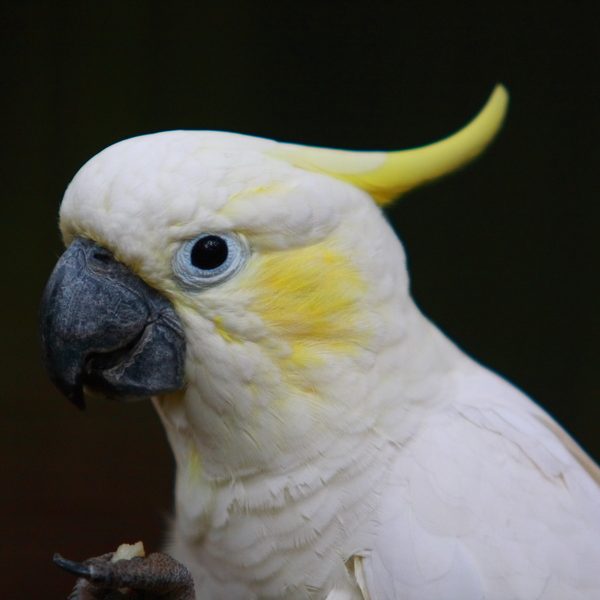 Yellow-Crested Cockatoo