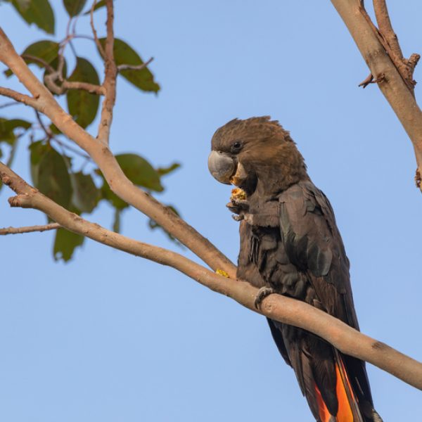 Glossy Black Cockatoo