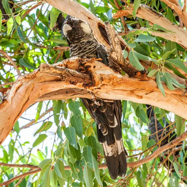 Baudin's Black Cockatoo