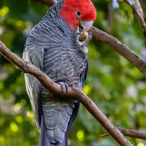 Male Gang-Gang Cockatoo