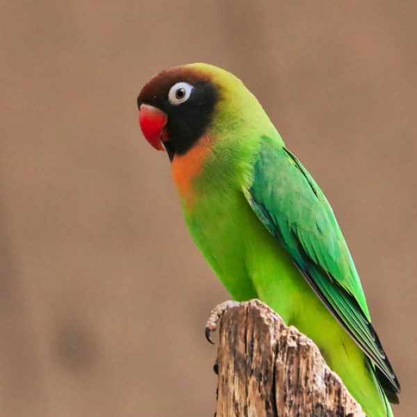 Black-Cheeked Lovebird