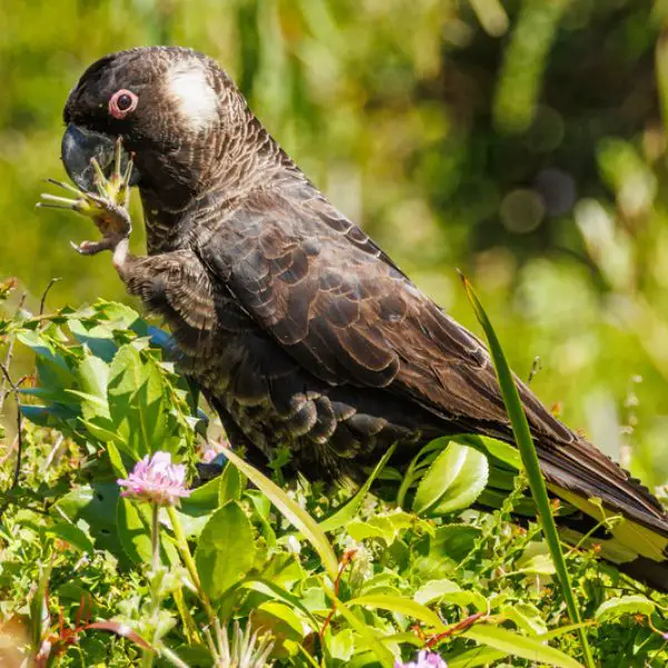 Carnaby's Black Cockatoo