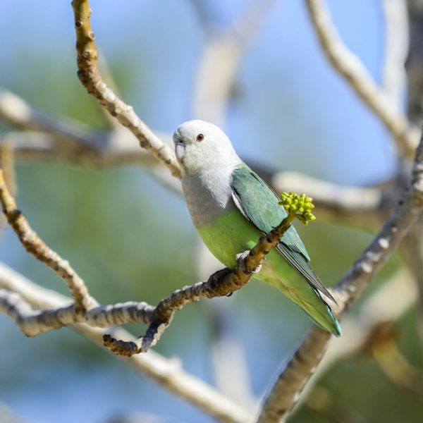Grey-Headed Lovebird