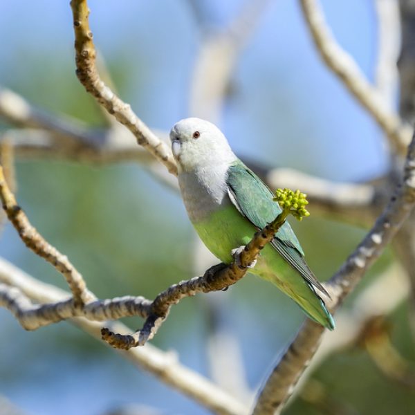 Grey-Headed Lovebird Grey-Headed Lovebird