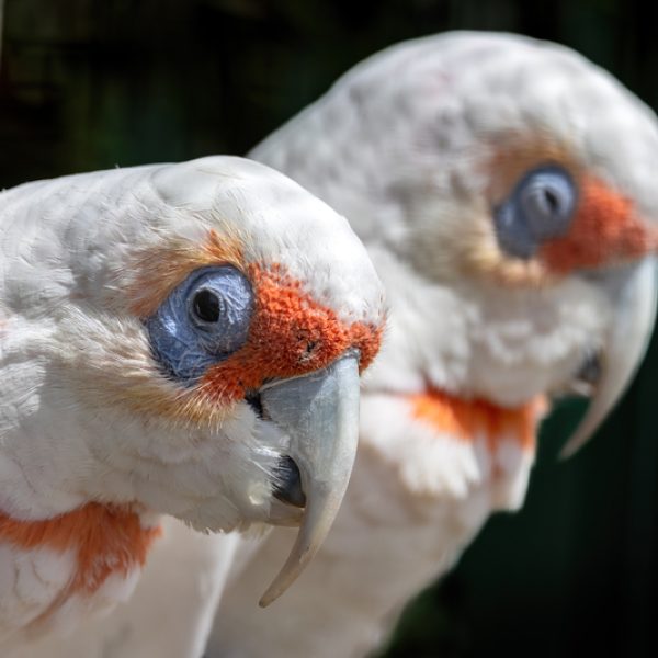 Slender-Billed Corella