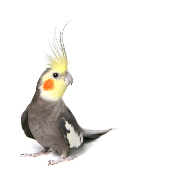 Cockatiel Cockatiel