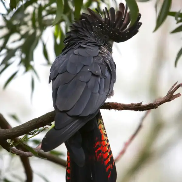 Red-Tailed Black Cockatoo