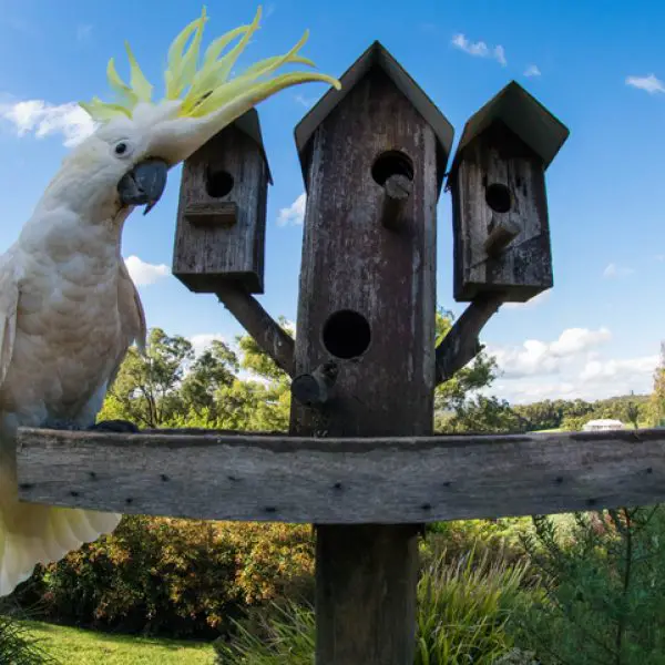 Sulfur-Crested Cockatoo