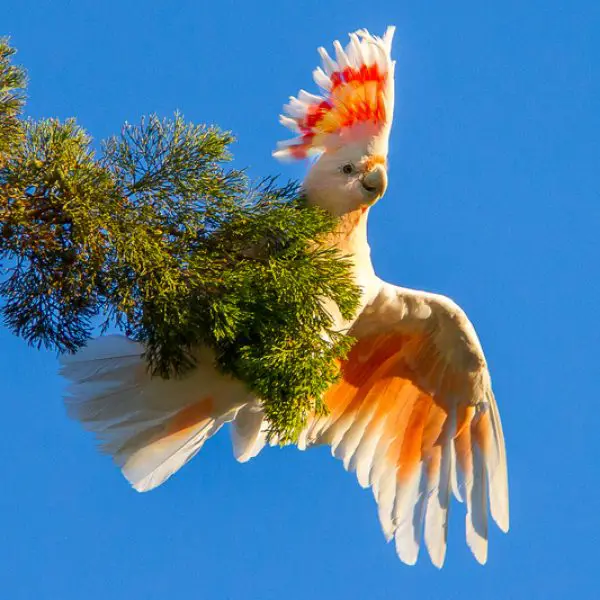 Major Mitchell's Cockatoo