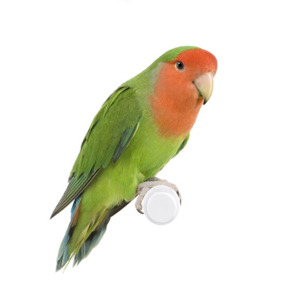 Peach-Faced Lovebird