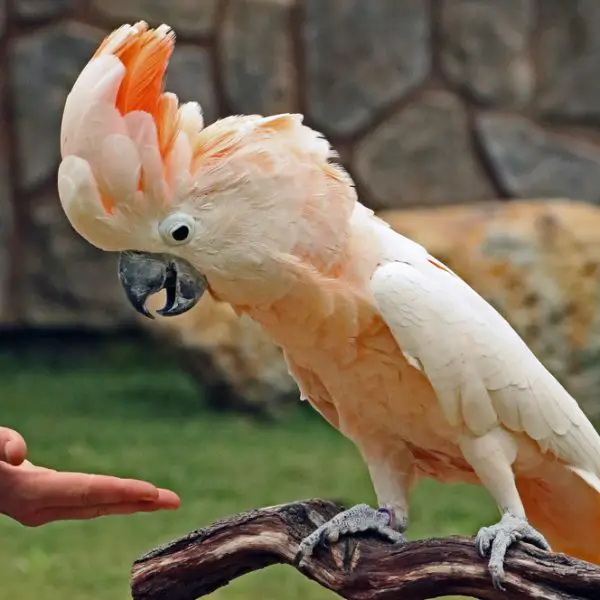 Moluccan Cockatoo