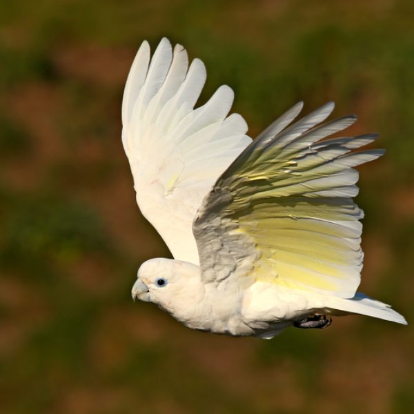 Solomons Cockatoo