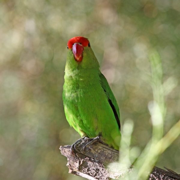 Black-Winged Lovebird