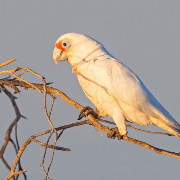 Western Corella